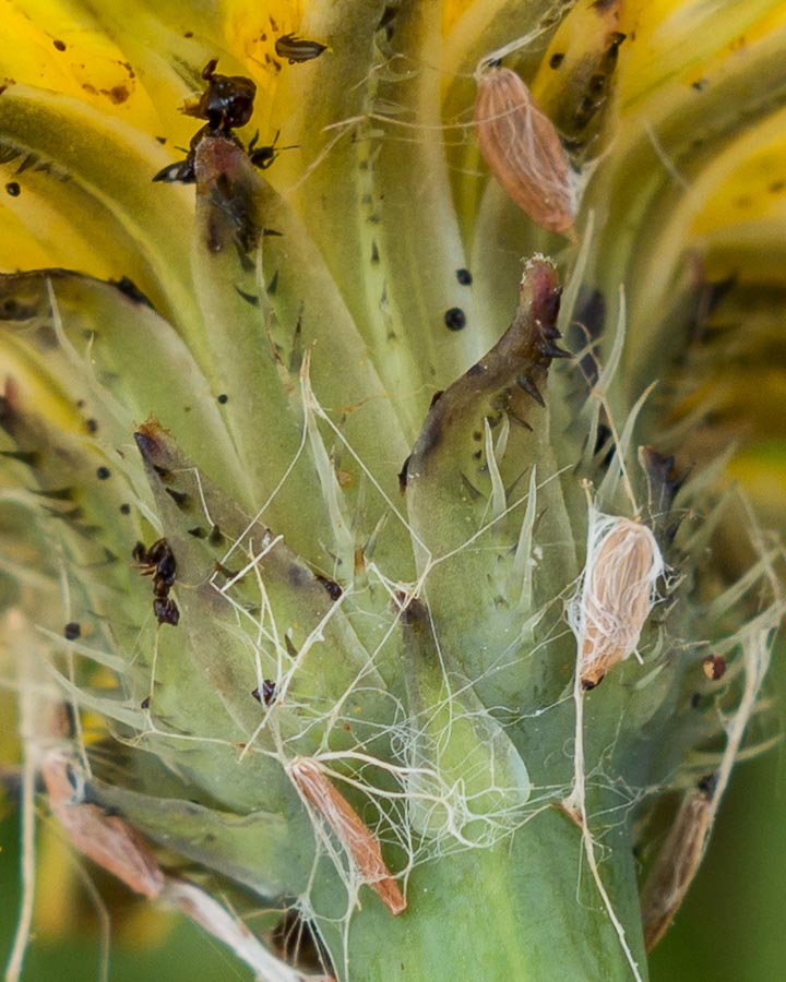 Hypochaeris radicata / Costolina giuncolina